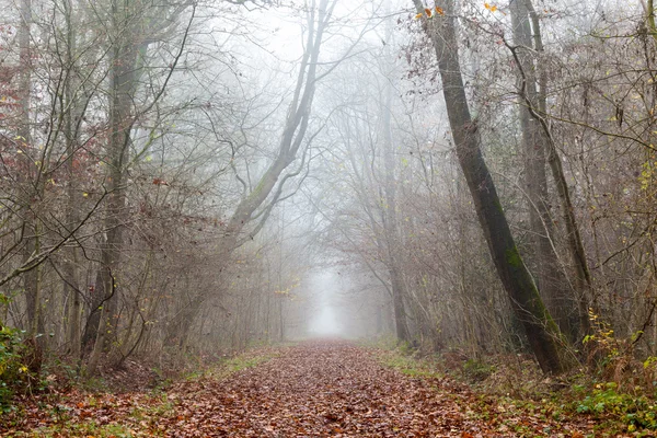 Foresta paludosa — Foto Stock