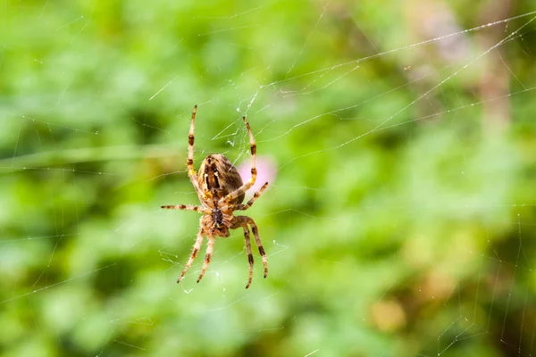 Araña — Foto de Stock