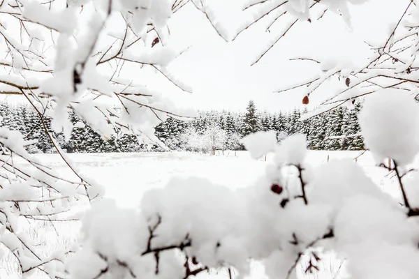 Ходж венен в снегу — стоковое фото