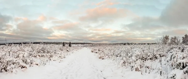 Hoge venen i snö — Stockfoto