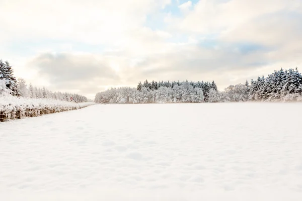 Hoge venen im Schnee — Stockfoto