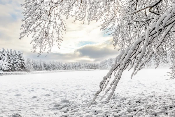 Ходж венен в снегу — стоковое фото