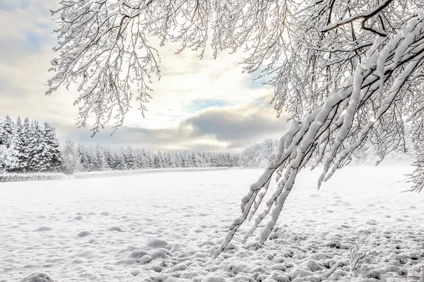 Hoge venen in snow — Stock Photo, Image