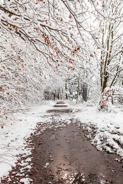 Hoge venen i snö — Stockfoto