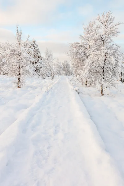 Hoge venen in snow — Stock Photo, Image