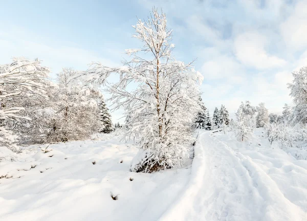 Hoge venen in snow — Stock Photo, Image