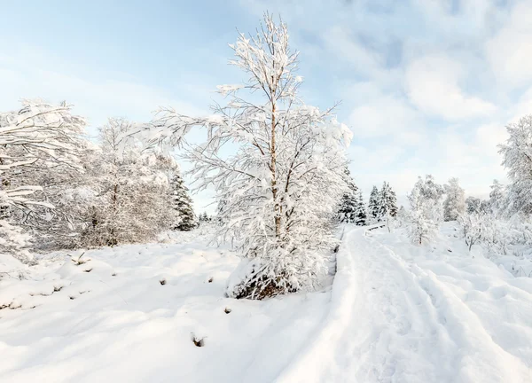 Hoge venen in snow Royalty Free Stock Images