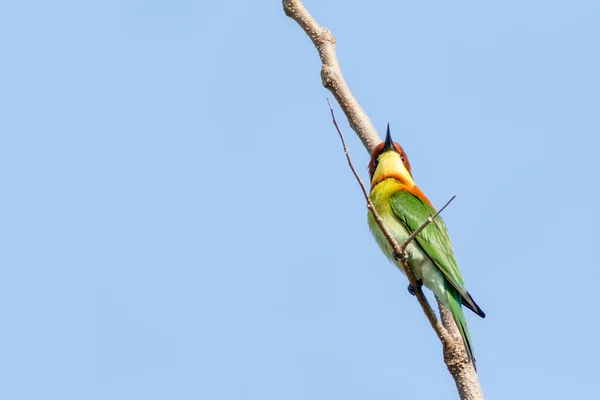 Bee-eater — Stock Photo, Image