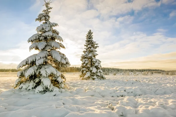 Hoge venen i snö — Stockfoto