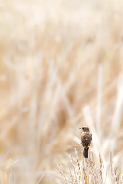 Bushchat arlequim — Fotografia de Stock