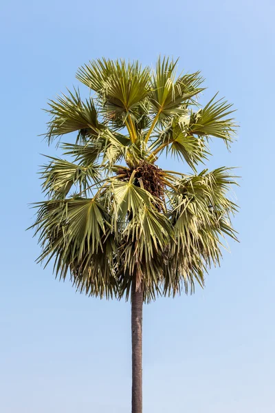 Árbol grande —  Fotos de Stock