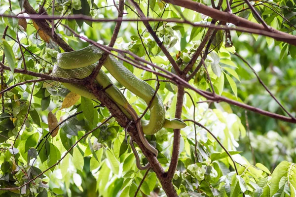 Kırmızı kuyruklu yeşil ratsnake — Stok fotoğraf