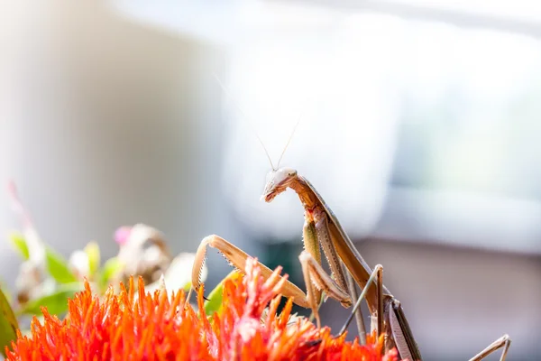 Mantis. — Foto de Stock