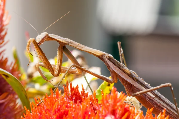 Mantis — Stock Photo, Image