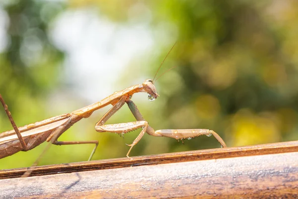 Mantis — Stock Photo, Image