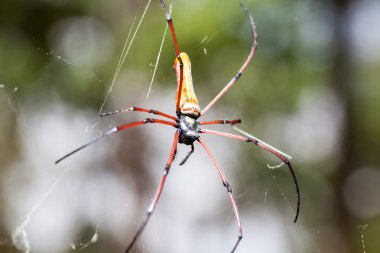 Altın ipek orb weaver