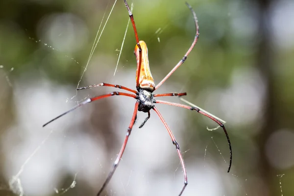 Le tisseur d'orbe en soie dorée — Photo