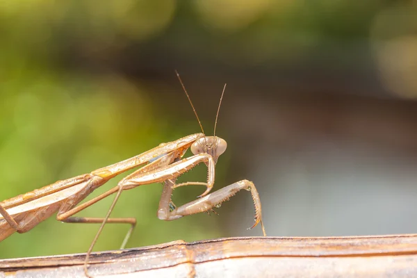 Mantis — стокове фото