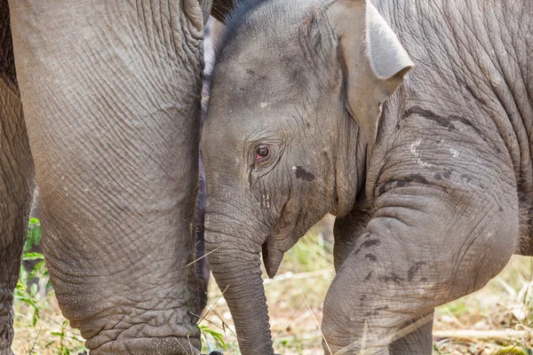 Junger Elefant — Stockfoto