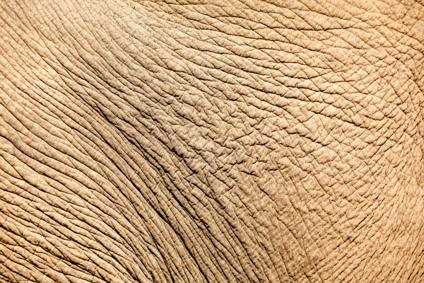 Skin elephant — Stock Photo, Image