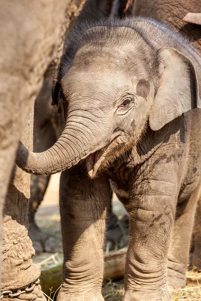 Jeune éléphant — Photo