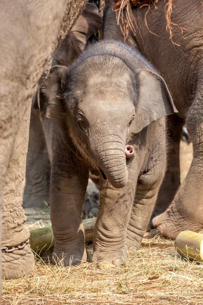 Junger Elefant — Stockfoto