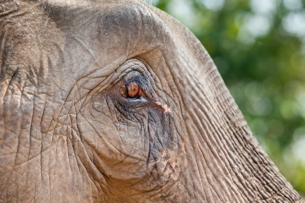 Ojo de elefante — Foto de Stock