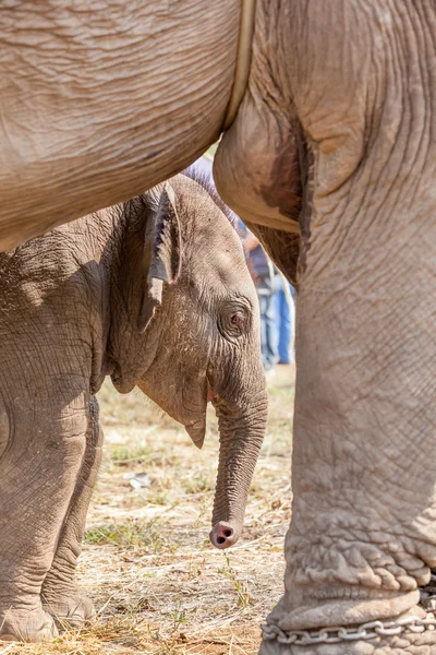 Junger Elefant — Stockfoto