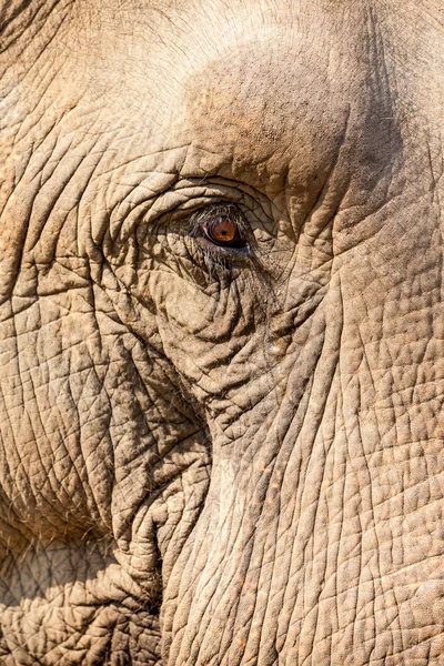 Ojo de elefante — Foto de Stock