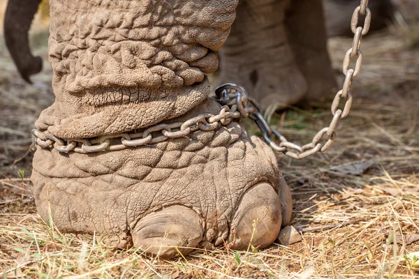 Pierna de elefante — Foto de Stock