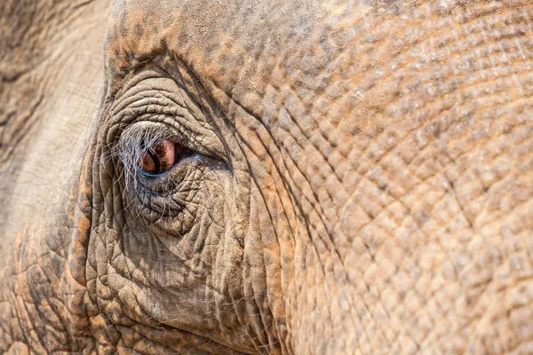 Ojo de elefante — Foto de Stock