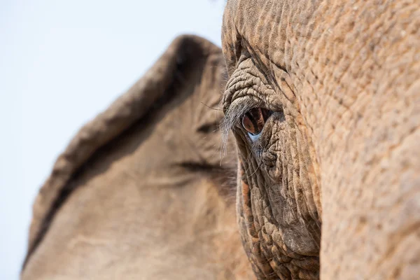 Ojo de elefante — Foto de Stock