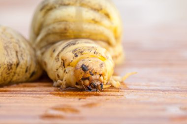 larva 