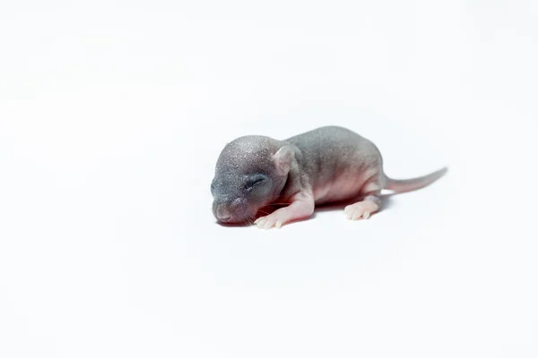 Baby or a mouse — Stock Photo, Image