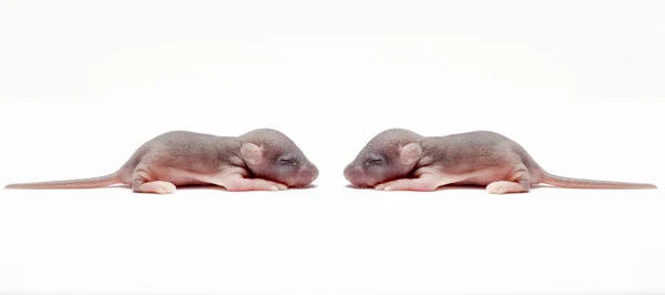 Two baby of a mouse — Stock Photo, Image