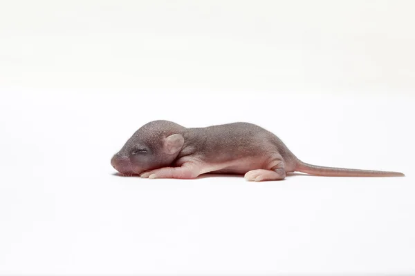 Baby einer Maus — Stockfoto