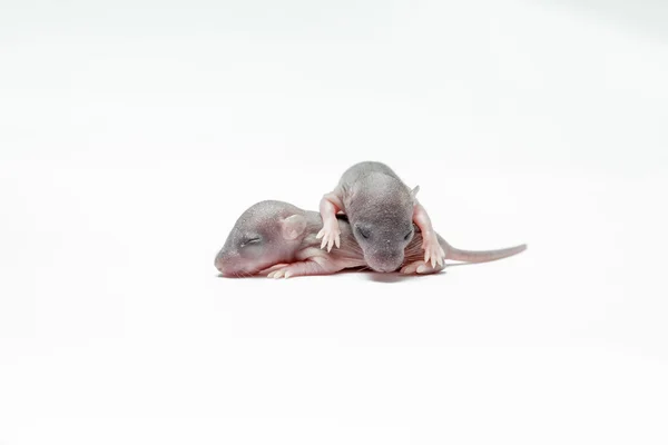 Bir fare iki bebek — Stok fotoğraf