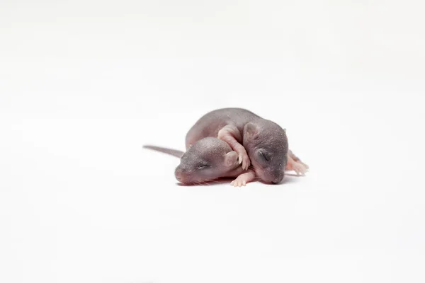 Два мышиных ребёнка — стоковое фото