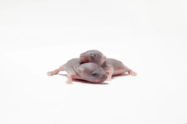 Dos bebés de un ratón —  Fotos de Stock