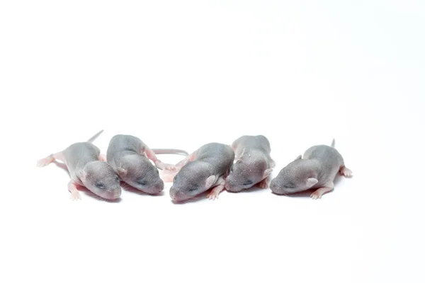 Five baby of a mouse — Stock Photo, Image