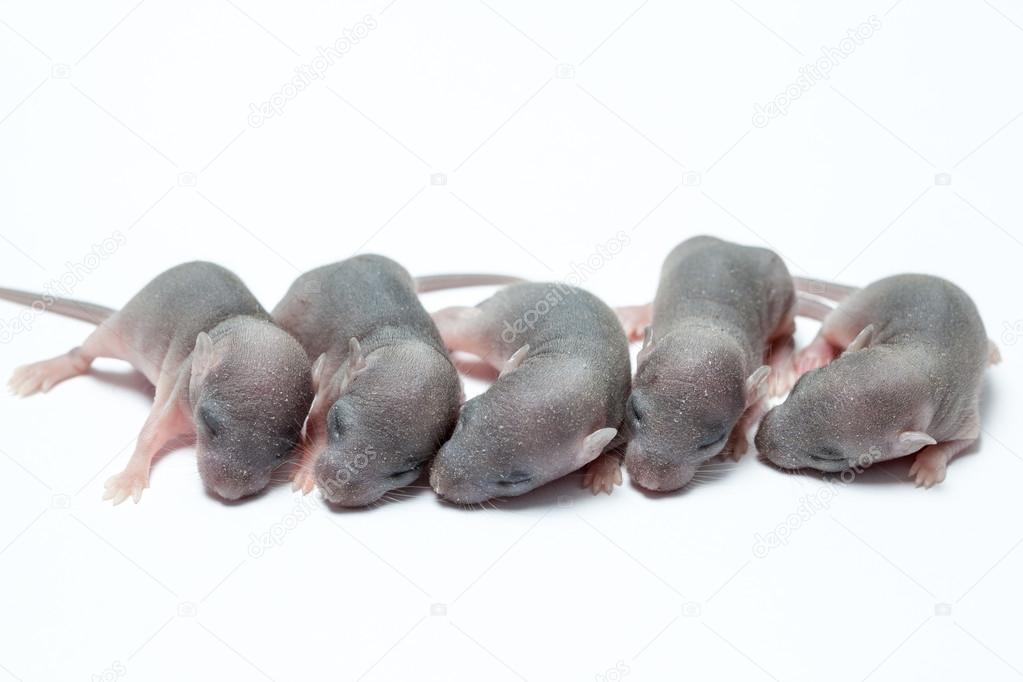 Five baby of a mouse