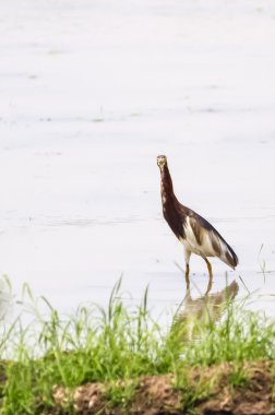 kahverengi balıkçıl