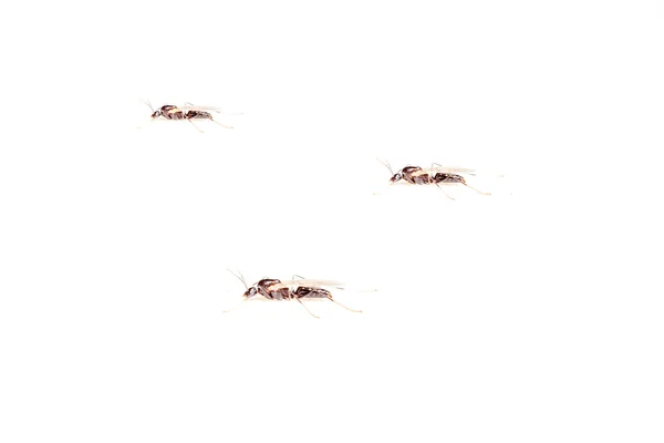 Insecto mosca —  Fotos de Stock