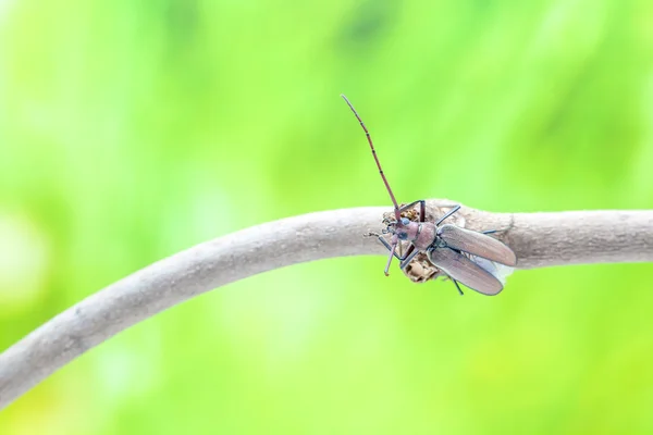Besouro voador — Fotografia de Stock