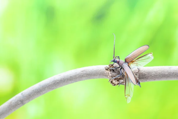 Besouro voador — Fotografia de Stock