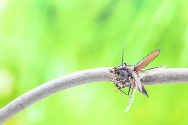 空飛ぶカブトムシ — ストック写真