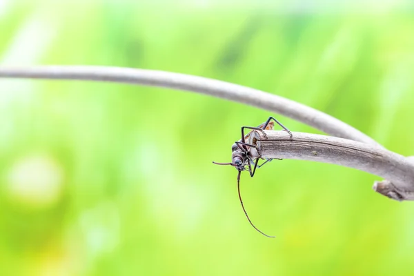 Escarabajo volador —  Fotos de Stock