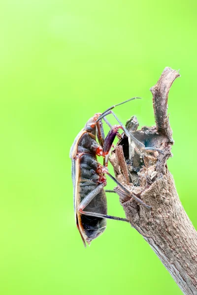 Böcek. — Stok fotoğraf