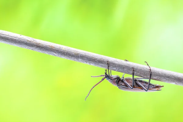 Escarabajo volador —  Fotos de Stock