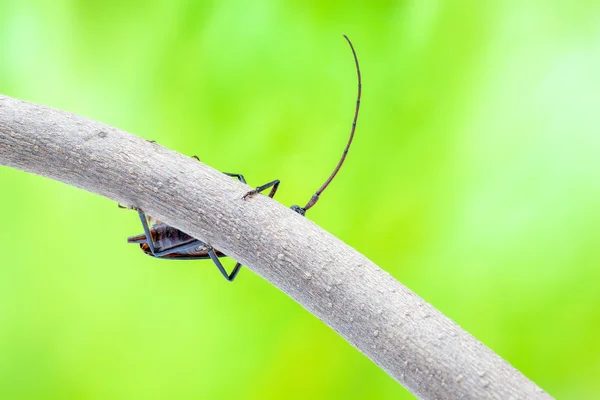 Escarabajo volador —  Fotos de Stock